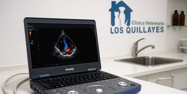 Ecocardiografía para mascotas