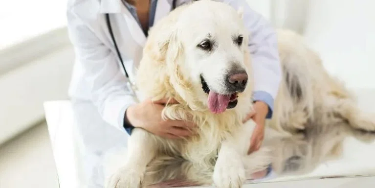 Reserva de cardiología veterinaria en 24–48 horas