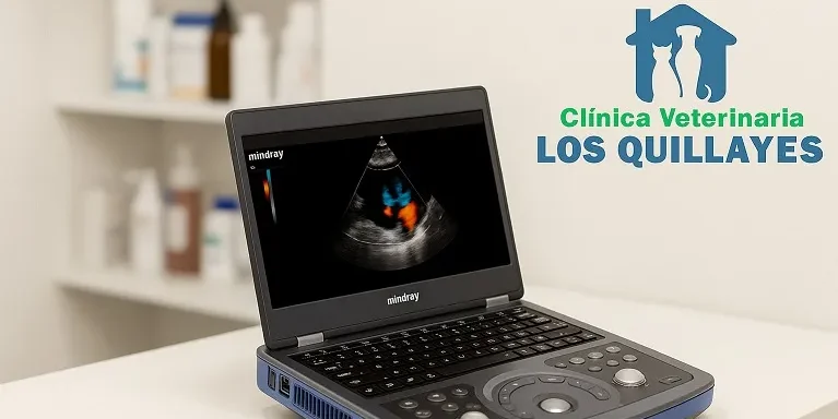 Horas de cardiología veterinaria en la clínica