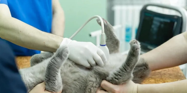Importancia de la ecografía abdominal
