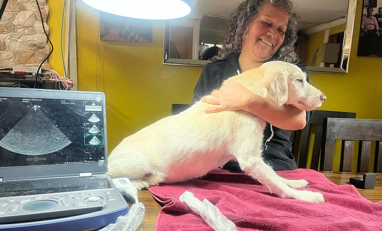 Qué hace un cardiólogo veterinario