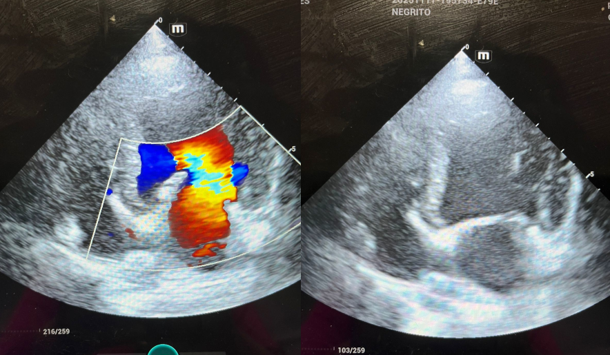 Eco-cardiografía Veterinaria